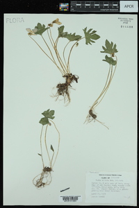 Viola triloba var. dilatata image