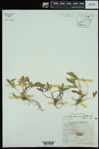 Viola triloba var. dilatata image