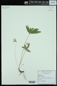 Viola palmata image