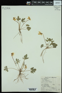 Viola palmata image