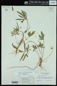 Viola palmata image