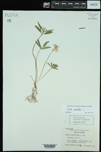 Viola palmata image