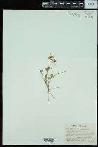 Viola pedata var. lineariloba image