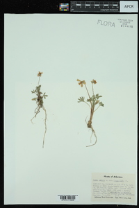 Viola pedata var. lineariloba image