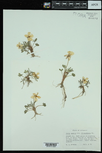 Viola pedata var. lineariloba image