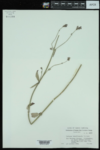 Verbena brasiliensis image