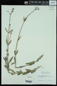 Verbena brasiliensis image