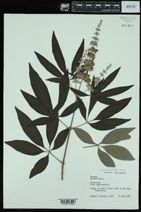 Vitex agnus-castus image