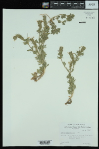 Glandularia bipinnatifida var. bipinnatifida image