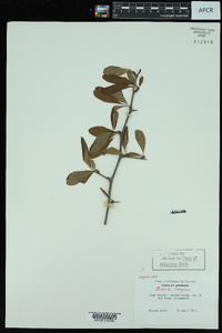 Sideroxylon lanuginosum subsp. lanuginosum image