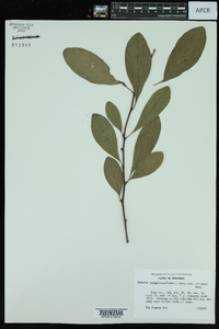 Sideroxylon lanuginosum image