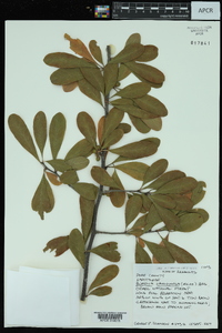 Sideroxylon lanuginosum image