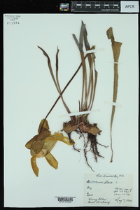 Sarracenia flava image