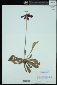 Sarracenia purpurea image