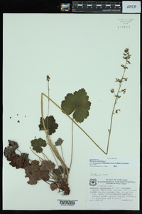 Heuchera americana var. hirsuticaulis image