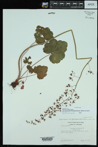 Heuchera americana var. hirsuticaulis image