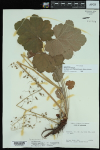 Heuchera americana image