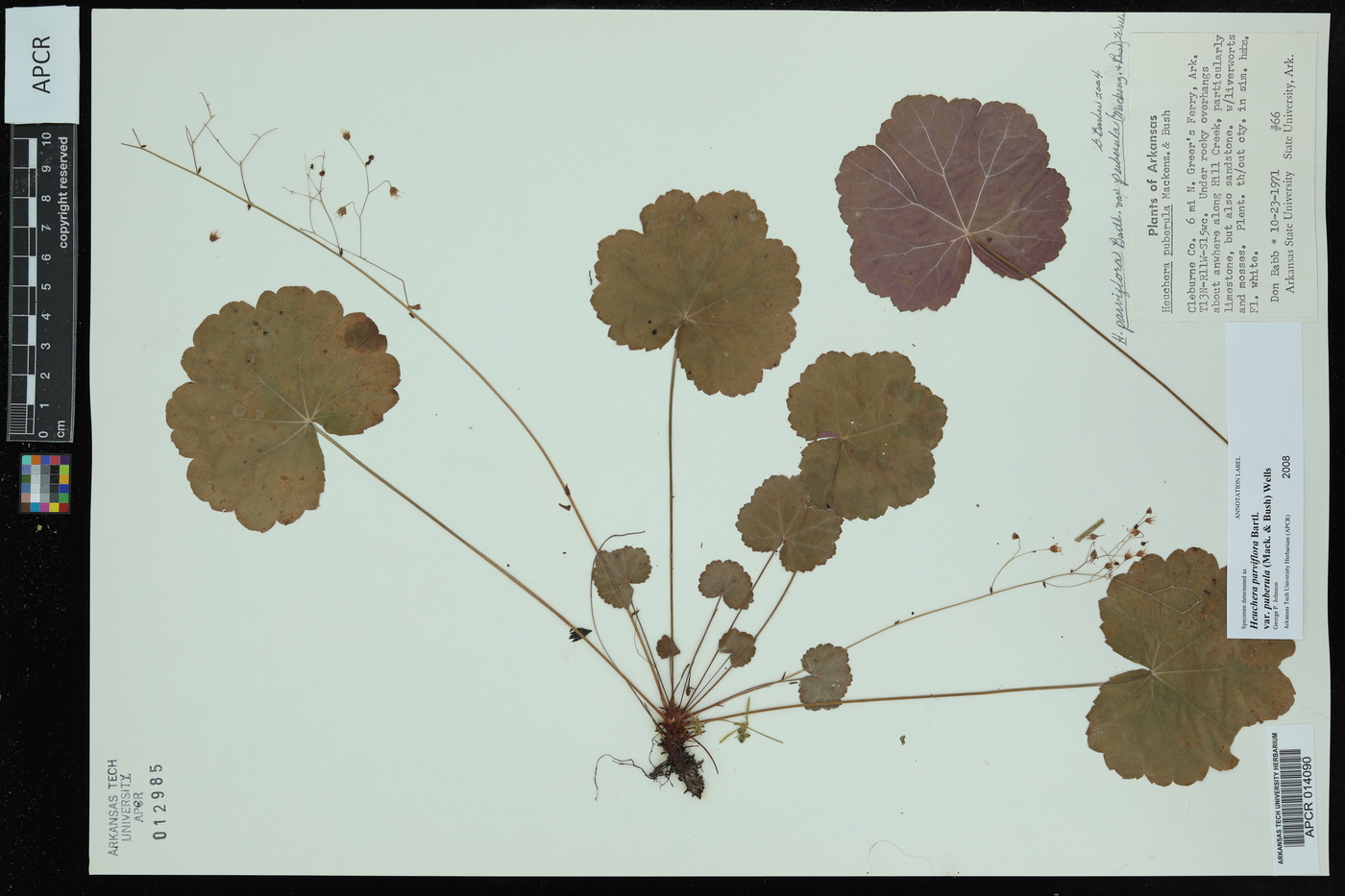 Heuchera parviflora var. puberula image