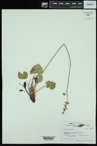 Heuchera parvifolia image