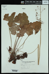 Heuchera americana image