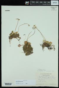 Micranthes palmeri image