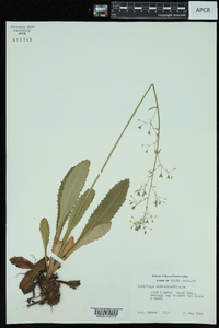 Saxifraga micranthidifolia image