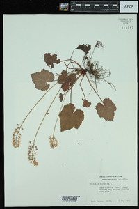 Mitella diphylla image