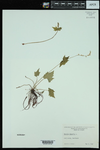 Mitella diphylla image