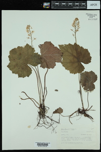 Tiarella cordifolia image