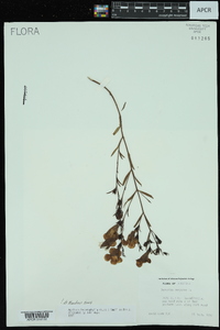 Agalinis heterophylla image