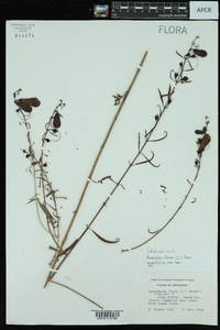 Aureolaria flava image