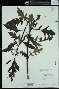 Aureolaria flava image