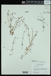 Hedyotis caerulea image