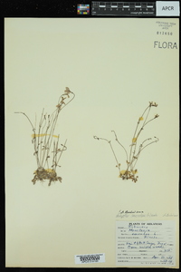 Hedyotis caerulea image