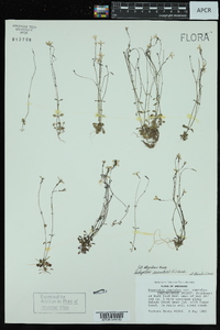 Hedyotis caerulea image