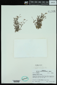 Houstonia pusilla image