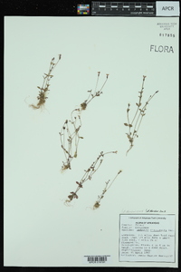 Houstonia pusilla image