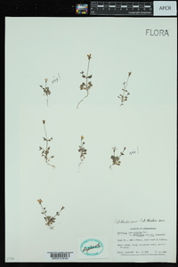 Houstonia pusilla image