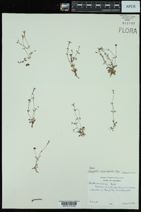 Houstonia pusilla image