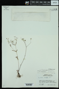 Hedyotis longifolia image