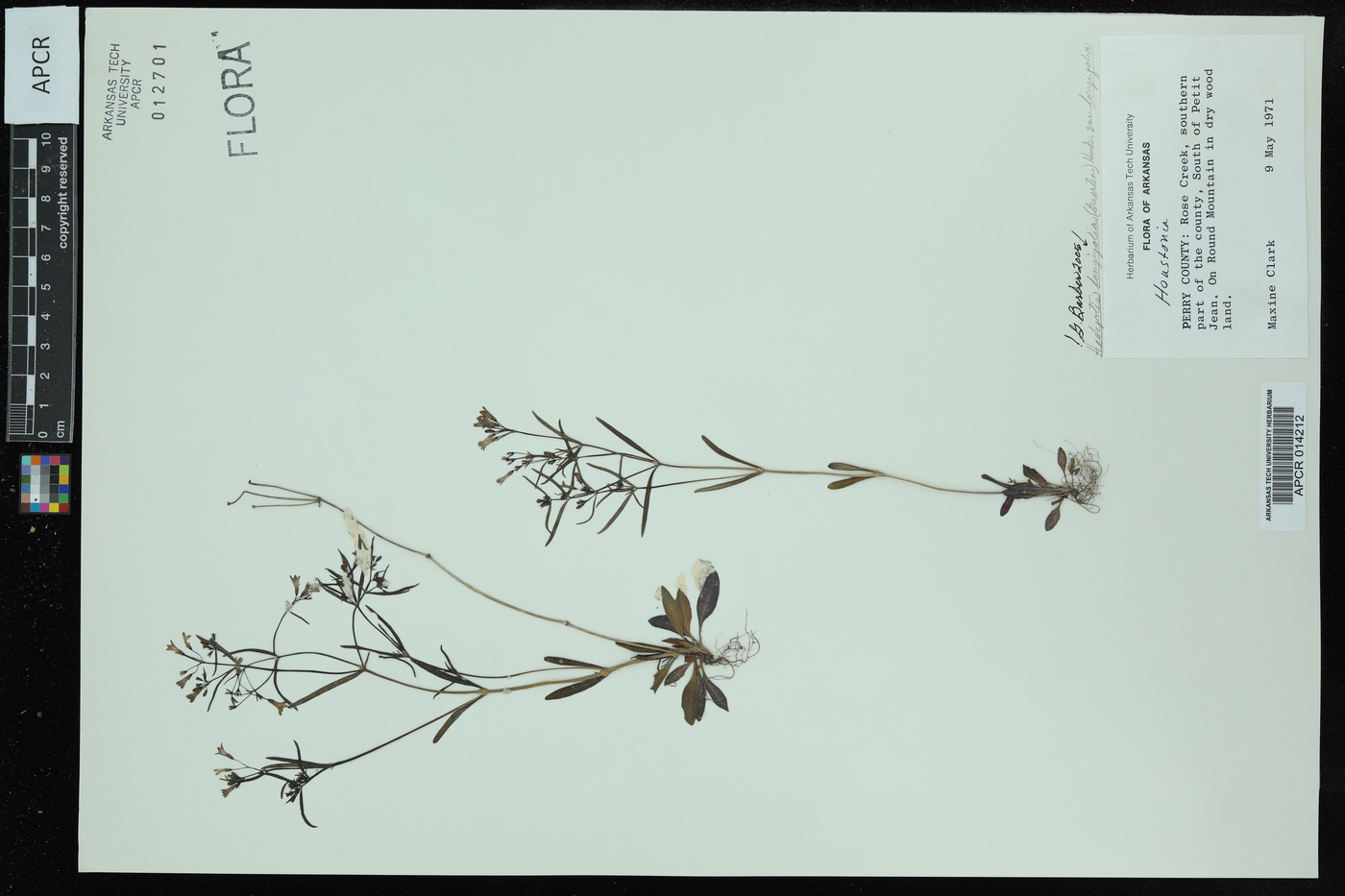 Hedyotis longifolia var. longifolia image