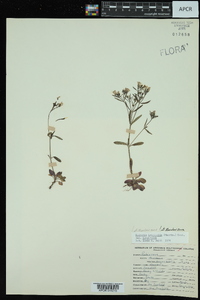 Hedyotis longifolia var. longifolia image