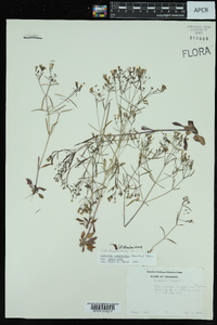 Hedyotis longifolia image