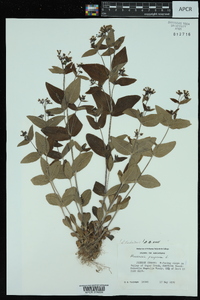 Houstonia purpurea image