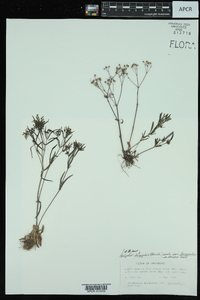 Hedyotis longifolia var. longifolia image