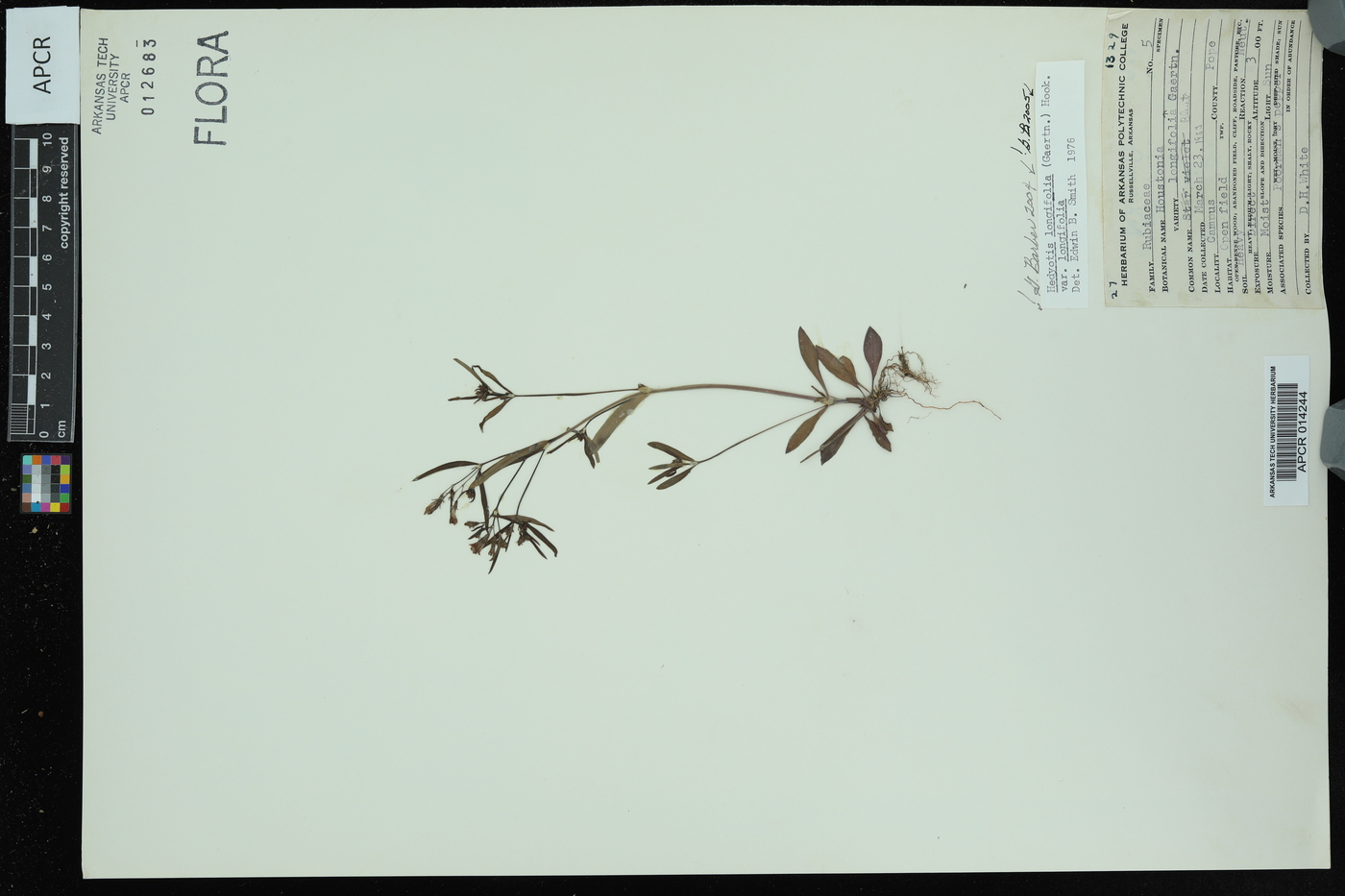 Hedyotis longifolia image