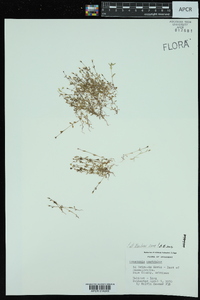 Stenotis australis image