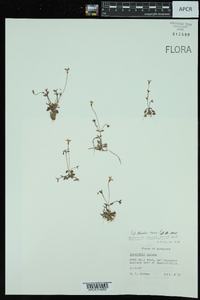 Houstonia pusilla image