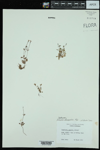 Houstonia pusilla image