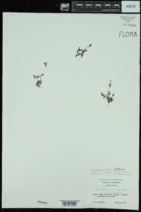 Houstonia pusilla image
